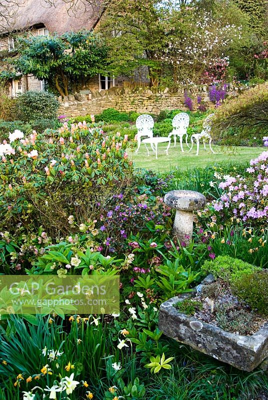 Border in front of house includes azaleas, rhododendrons, hellebores, epimediums and alpines in a stone trought, with lawn beyond. Chiffchaffs, nr Bourton, Dorset, UK