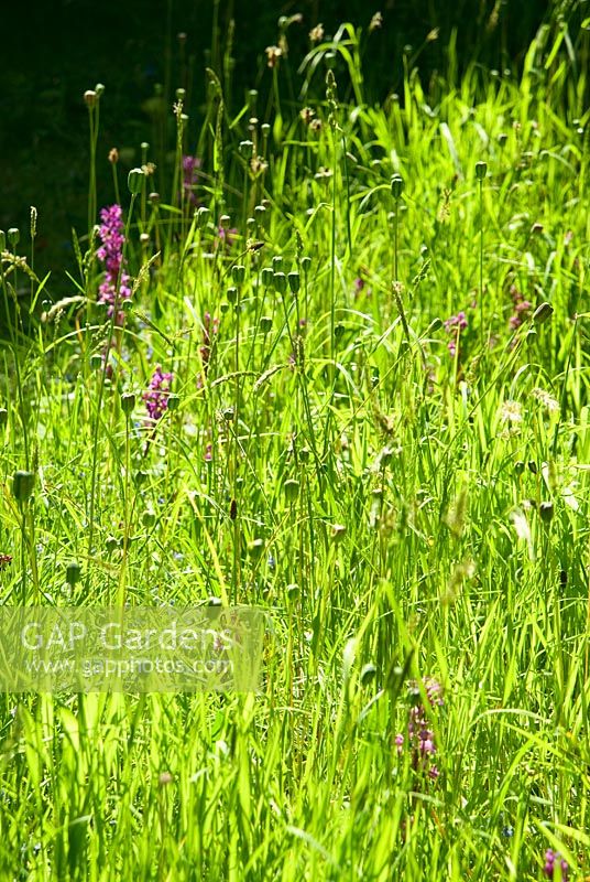 Long grasses in the orchard contain masses of Fritillaria meleagris seedpods and purple Orchids. Hidden Valley Nursery, Old South Heale, High Bickington, north Devon, UK