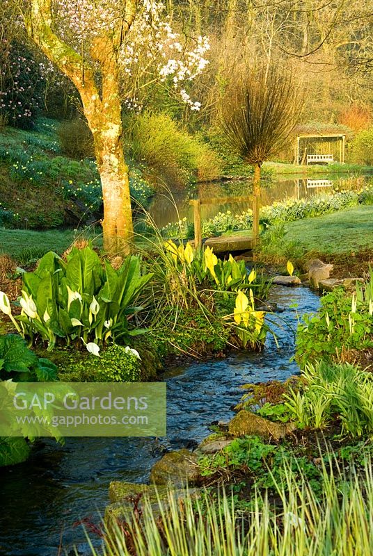Early morning sun illuminates the stream that links a sequence of large ponds, edged with moisture loving plants including Astilbes, Ligularias, Irises, yellow Lysichiton americanus and white L. camtschatcensis - Marwood Hill Gardens, Barnstaple, Devon, UK