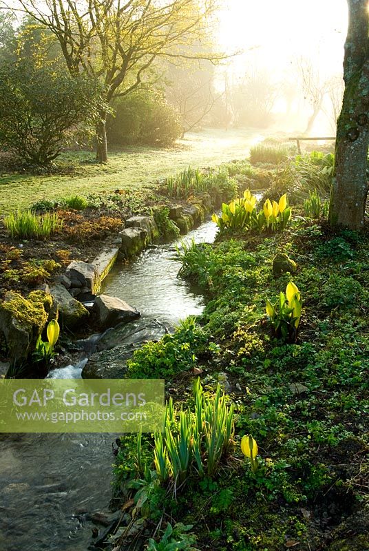 Early morning sun illuminates the stream that links a sequence of large ponds, edged with moisture loving plants including Astilbes, Ligularias and Lysichiton americanus. Marwood Hill Gardens, Barnstaple, Devon, UK