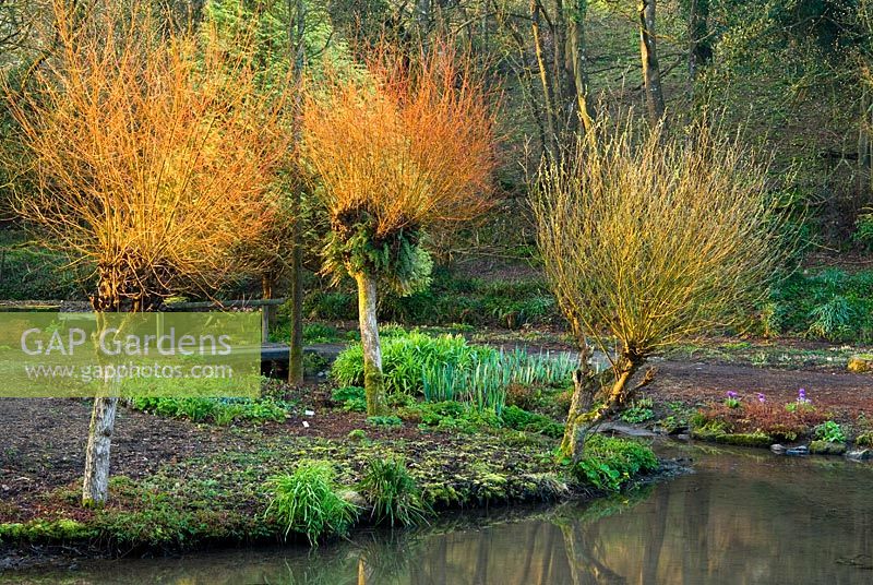Pollarded Salix - Willows illuminated by early morning sun at the head of a sequence of descending ponds and small lakes. Marwood Hill Gardens, Barnstaple, Devon, UK