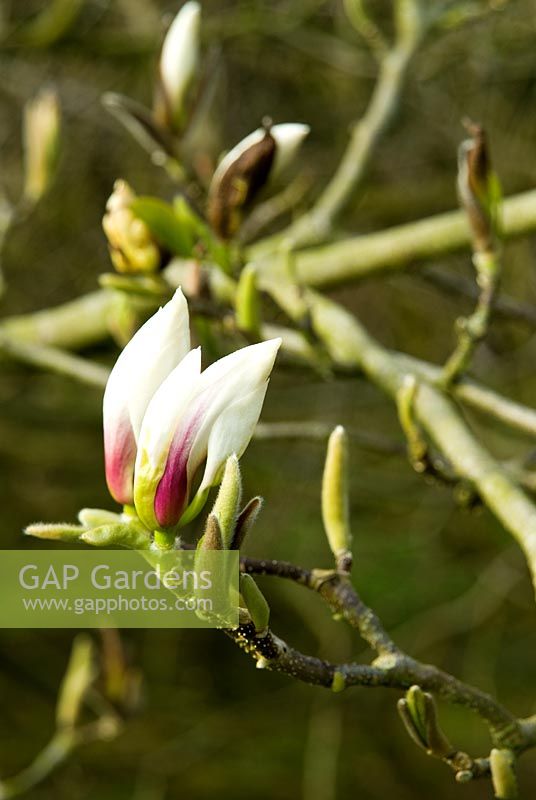 Magnolia x soulangeana 'Brozzonii' AGM. Marwood Hill Gardens, Barnstaple, Devon, UK