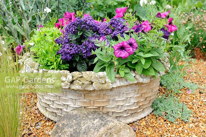 Stone container in shingled area planted with summer annuals,  Norfolk, England, June
