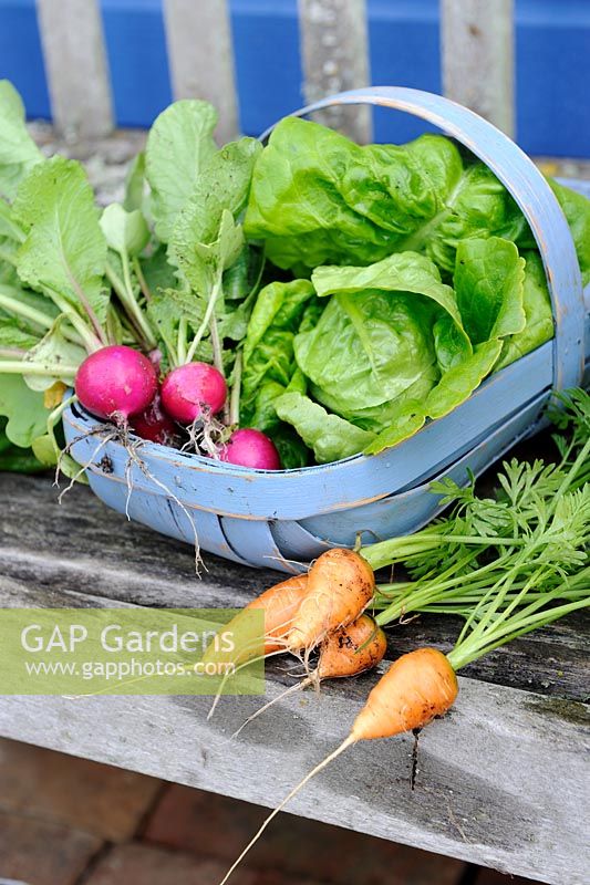 Early summer salad crops from small garden in wooden trug - Carrot, Radish, 'Amethyst' and Lettuce 'Little Gem', Norfolk, England, June 

