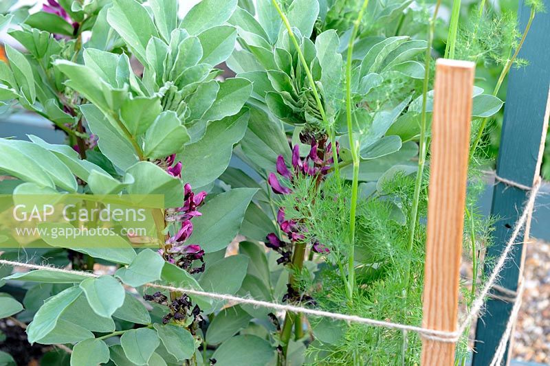 Vicia faba - Broad beans 'Crimson flowered' and Anethum graveolens - Dill supperted with sticks and twine, Norfolk, England, June
