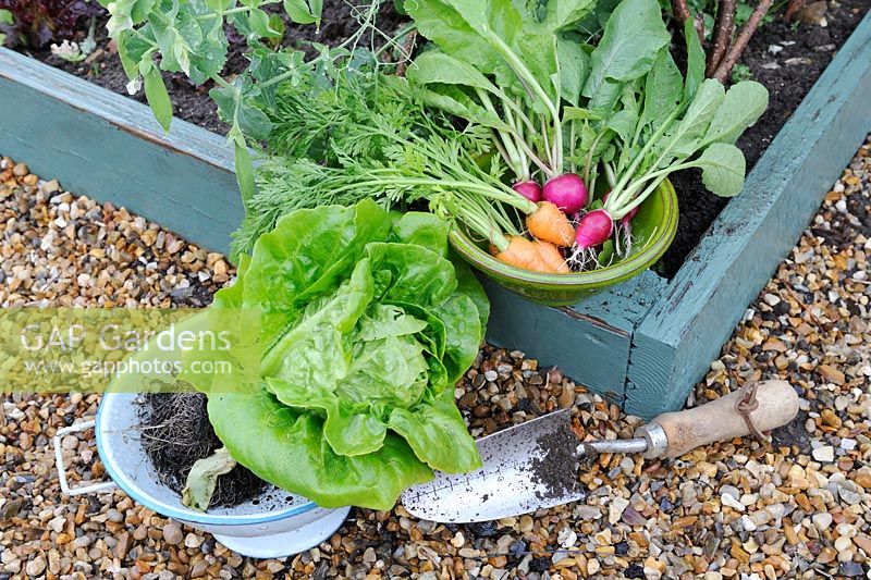 Colander with fresh Lettuce and small bowl of home grown Carrots and Radishes, Norfolk, England, June