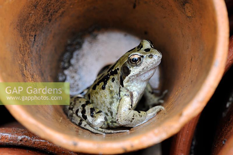 Beneficial garden wildlife - Rana temporaria - Common Frog, hunting for insects from flower pot under greehouse staging, UK, June