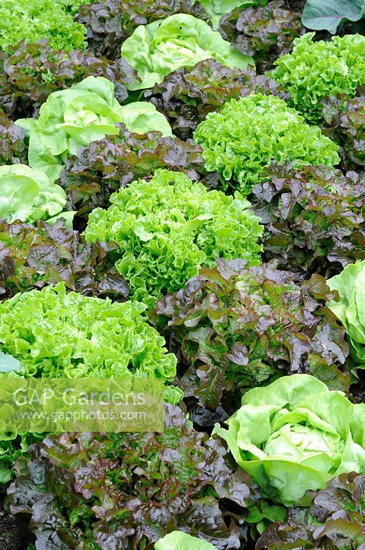 Lactuca - Lollo rosso and Butterhead Lettuce in complementry planting pattern, Norfolk, England, June
