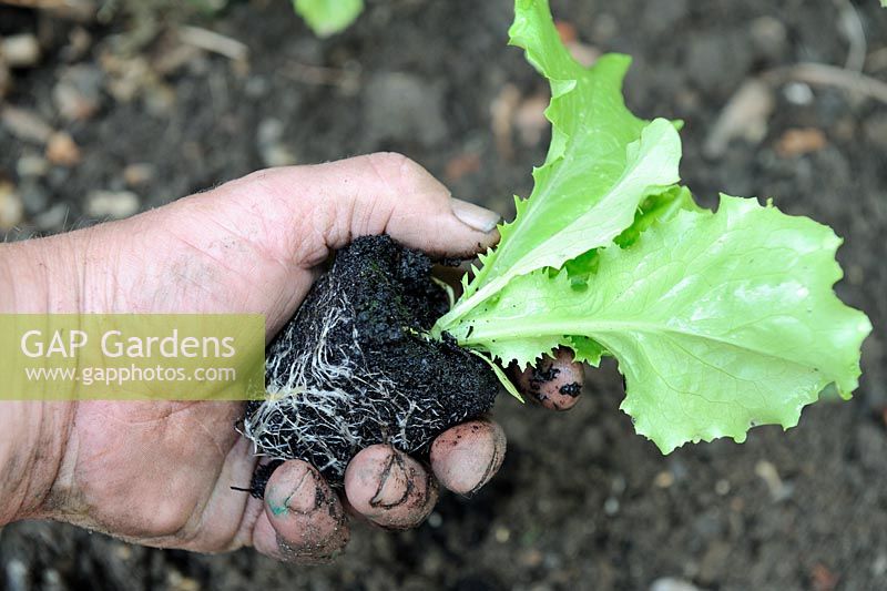 Gardeners Hand holding young Lactuca - Lettuce 'Webbs Wonderful' - cell grown showing healthly root system, Norfolk, England, June