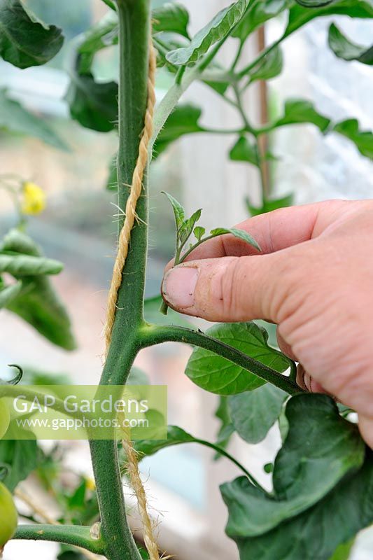 Gardener removing side shoots ( to increase fruiting and size of fruit) from greenhouse Tomato plant,  Norfolk, England, June