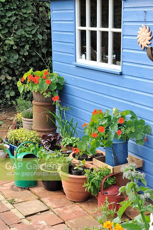 Garden shed with assortment of containers and pots with herbs, salad crops and Tropaeolum - Nasturtiums, Norfolk, England, June