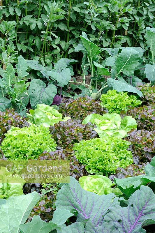 View of vegetable plot with Lactuca - Lettuce, Brassicas and Vicia faba - Broad Beans, Norfolk, England, June