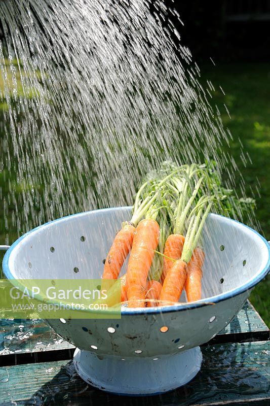 Saving water - washing carrots with rainwater from watering can, Norfolk, England, June
