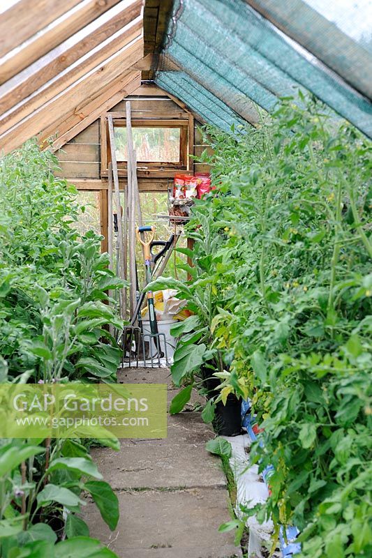 Interior veiw of greenhouse with Tomato plants under greenhouse shading and garden tools, Norfolk, England, July