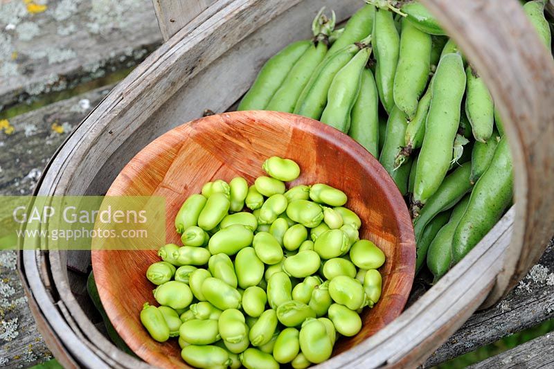 Freshly picked and shelled Broad Beans in wooden trug, Norfolk, England, July