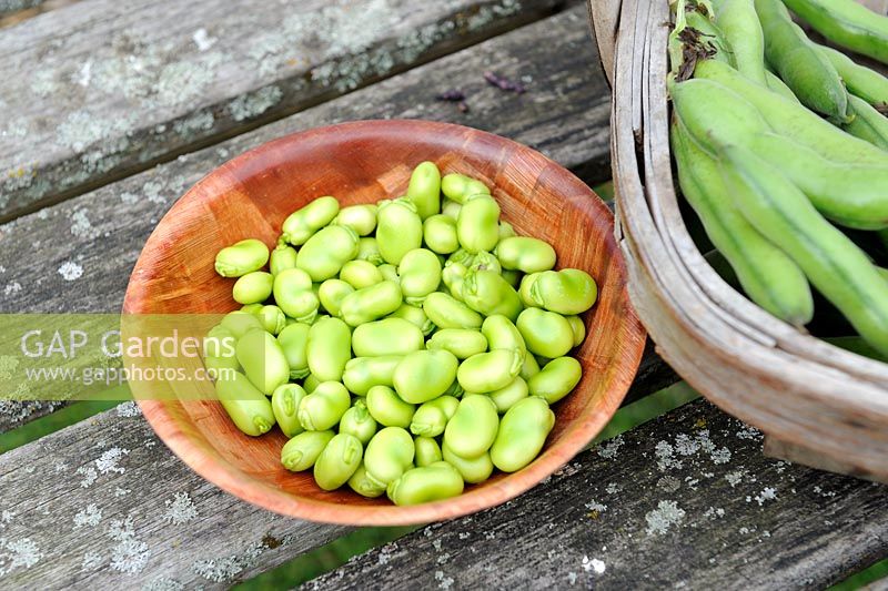 Freshly picked and shelled Broad Beans in wooden bowl, Norfolk, England, July
