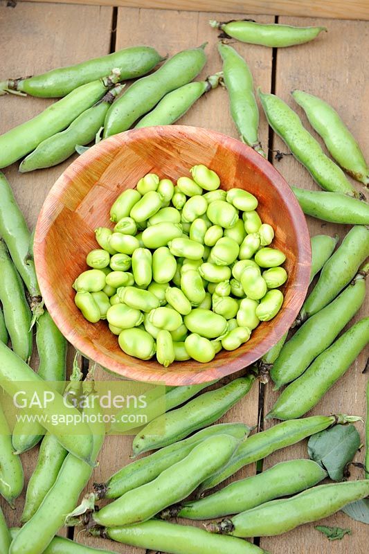 Freshly picked and shelled Broad Beans in wooden bowl, Norfolk, England, July