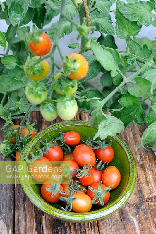 Small dish of greenhouse Tomato 'Harlequin', Norfolk, England, July