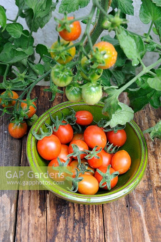 Small dish of greenhouse Tomato 'Harlequin', Norfolk, England, July

