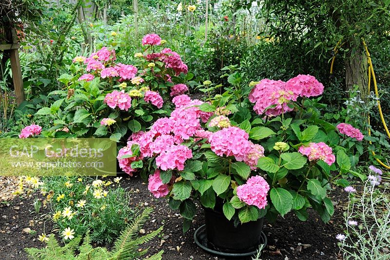 Pot grown Hydrangeas 'Hamburg' with water retaining trays under pots, situated in large garden shrubbery, Norfolk, England, july
