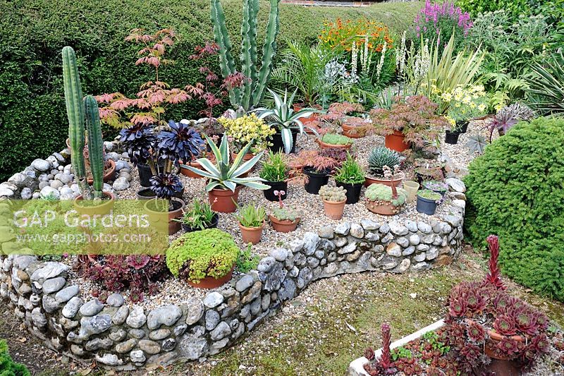 Raised bed with pot grown Acers, Saxifrages and Succulents, Norfolk, England, June