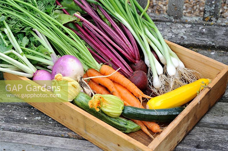 Small wooden tray of vegetables, white Turnip, Carrot, Beetroot, Courgette and Spring Onion, Norfolk, England, July