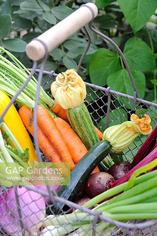 Small wire trug of vegetables - white Turnip, Carrot, Beetroot, Courgette and Spring Onion, Norfolk, England, July 
 