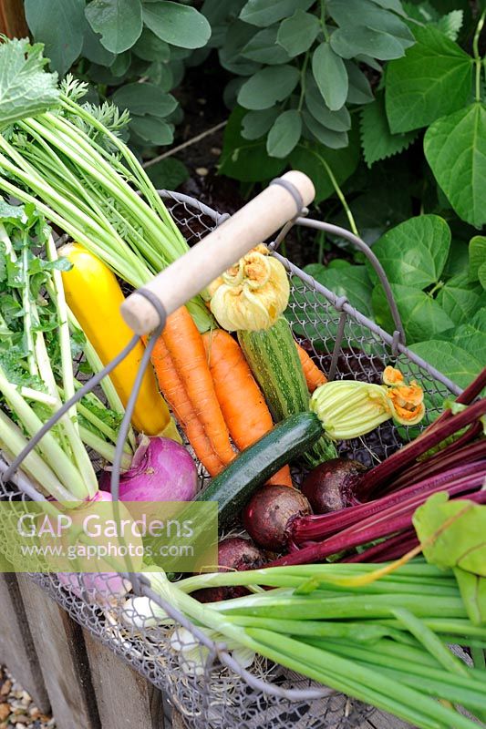 Small wire trug of vegetables - white Turnip, Carrot, Beetroot, Courgette and Spring Onion, Norfolk, England, July 

