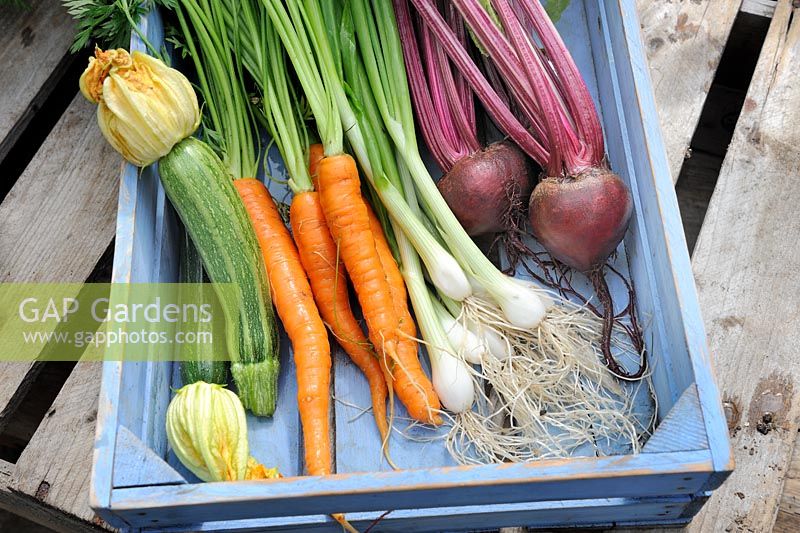 Small wooden tray of vegetables - Carrot, Beetroot, Courgette and Spring Onion, Norfolk, England, July