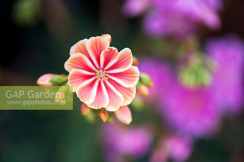Lewisia Cotyledon 'Regenbogen' flowers