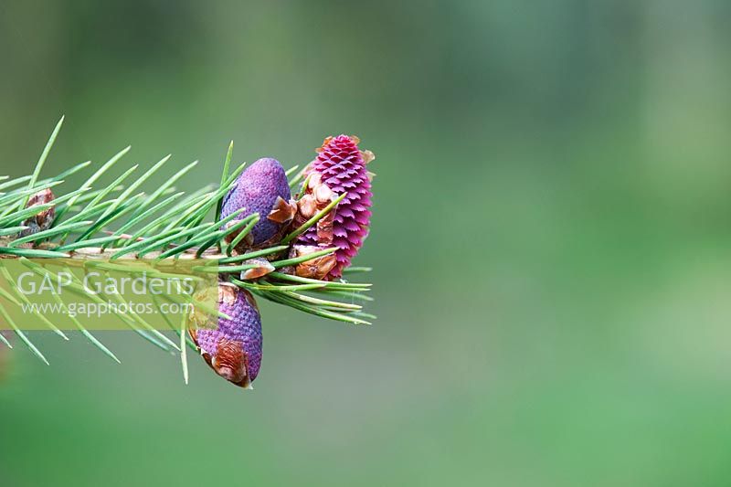 Picea likiangensis - Luiang spruce. Developing pine cones in spring