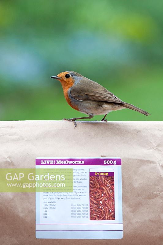Erithacus Rubecula - Robin standing on a bag of live mealworms