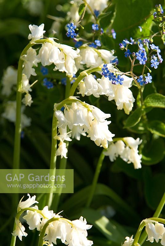 Hyacinthoides sp - White Bluebell. Milton Lodge, Wells, Somerset, UK