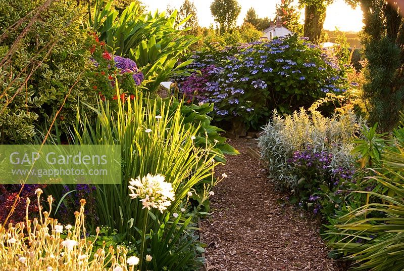 Path running along upper garden is framed with shrubs including Hydrangeas and Zantedeschias. Poppy Cottage Garden, Roseland Peninsula, Cornwall, UK