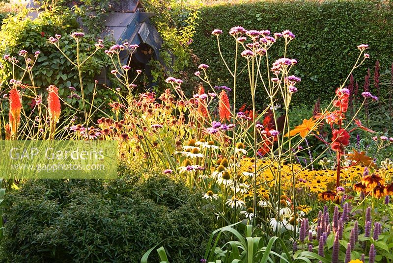 Sunken garden includes a vibrant mix of colourful perennials including Rudbeckias, Eryngiums, Kniphofias, Crocosmias, Verbena bonariensis and Echinaceas. Poppy Cottage Garden, Roseland Peninsula, Cornwall, UK