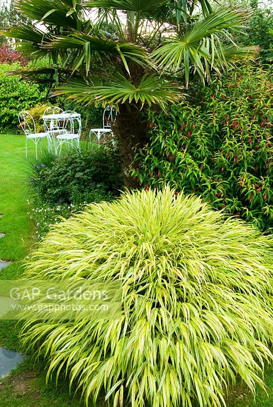 Lawn framed with Hakonechloa macra 'Aureola' with Fuchsia hatschbachii behind. Poppy Cottage Garden, Roseland Peninsula, Cornwall, UK