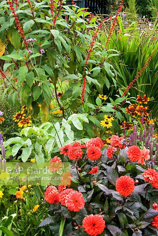 Red Dahlia, Melianthus major, Rudbeckias and tall Salvia confertiflora. Poppy Cottage Garden, Roseland Peninsula, Cornwall, UK