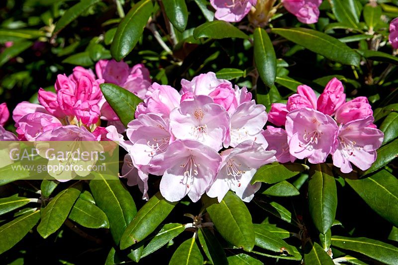 Rhododendron yakushimanum 'Mist Maiden