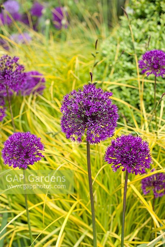 Allium hollandium 'Purple Sensation' and Carex elata 'Aurea'