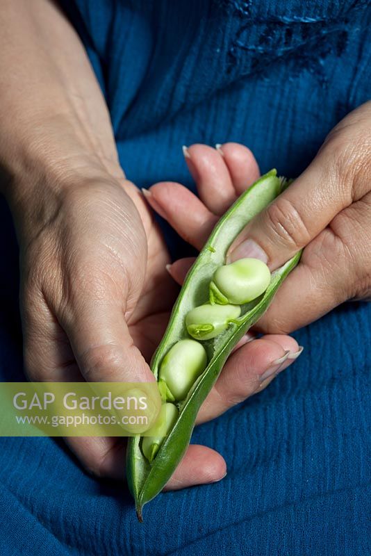 Woman shelling Broad Bean 'The Sutton'