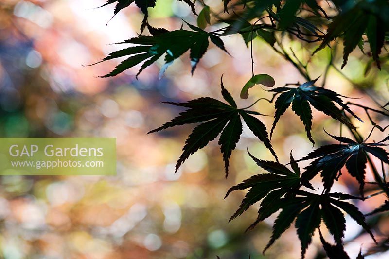 Acer palmatum 'Beni kagami' - Japanese Maple leaves and seed pod