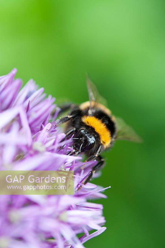 Bombus lucorum - Bumble bee feeding on Allium hollandicum 'Purple Sensation' flower