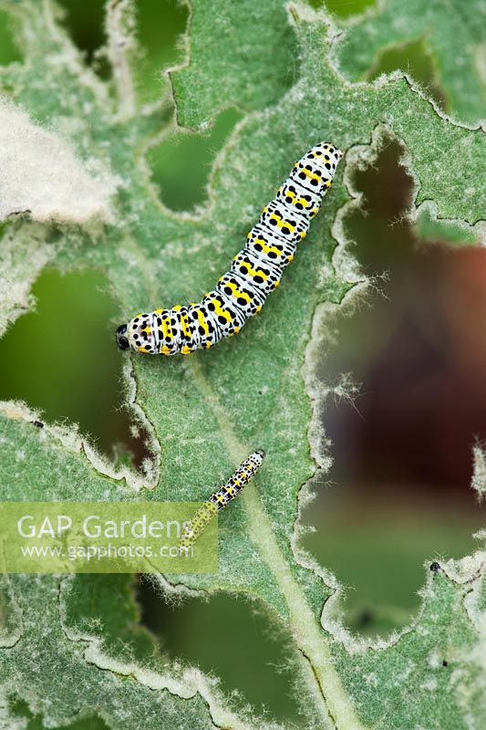 Cucullia Verbasci - Mullein Moth caterpillar feeding on Verbascum leaves