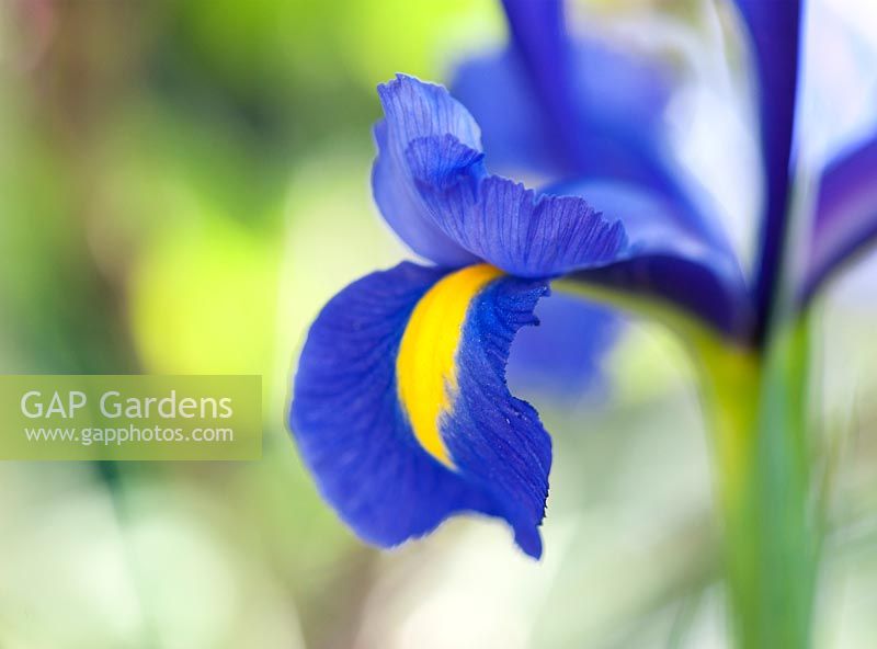 Iris x hollandica - Dutch Iris 'Blue Magic'