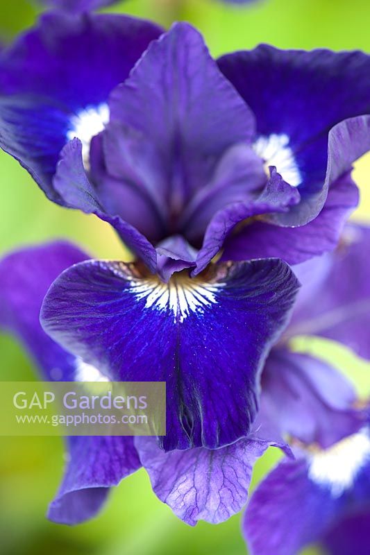 Iris sibirica 'Shirley Pope' -  Siberian iris
