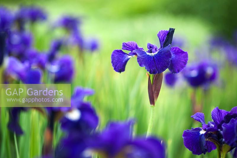 Iris sibirica 'Shirley Pope' -  Siberian Iris