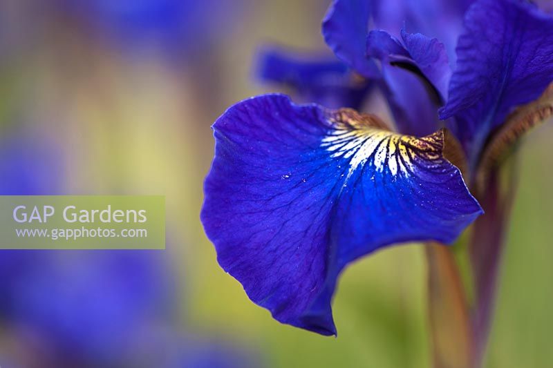 Iris sibirica 'Little Annie ' -  Siberian Iris