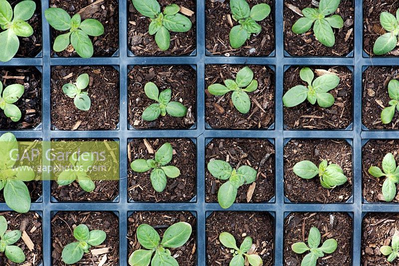 Nicotiana langsdorffii - Tobacco plant flower seedlings in a seed tray
