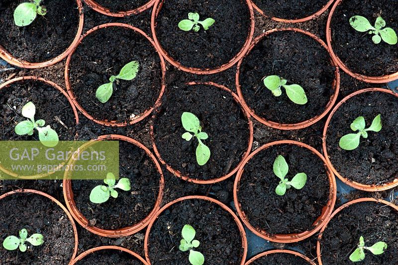 Nicotiana langsdorffii - Tobacco plant flower seedlings in pots