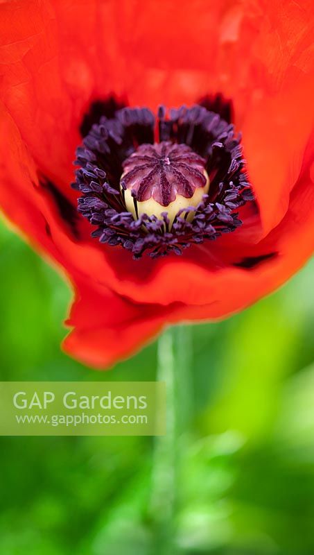 RPapaver Orientale - Red Oriental poppy
